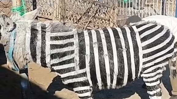 A black and white deception: Chinese zoo paints Donkeys to look like Zebra