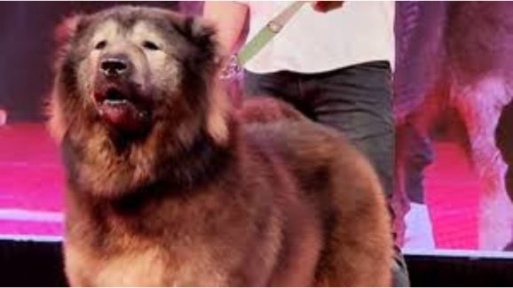 Bengaluru Man Buys Wolfdog For 50 Crore