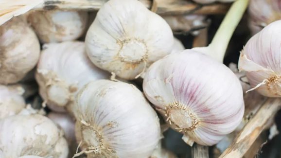 DYK Overeating Garlic in Summer May Cause THESE Issues