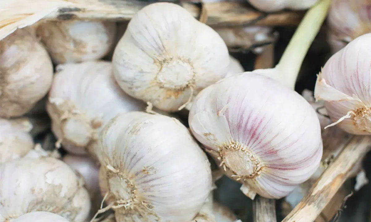 DYK Overeating Garlic in Summer May Cause THESE Issues