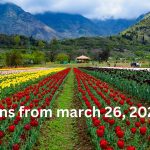 Tulip Garden In Srinagar Opens From 26 March.