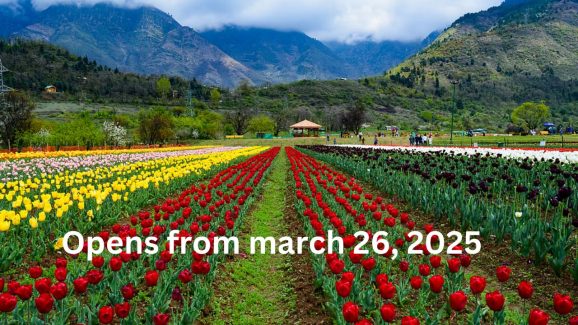 Tulip Garden In Srinagar Opens From 26 March.