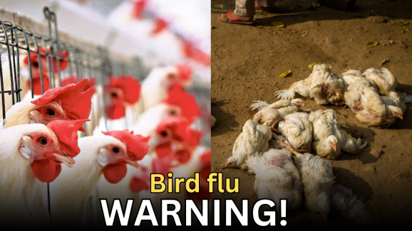 Telangana: Bird flu outbreak in two districts, WARNING!