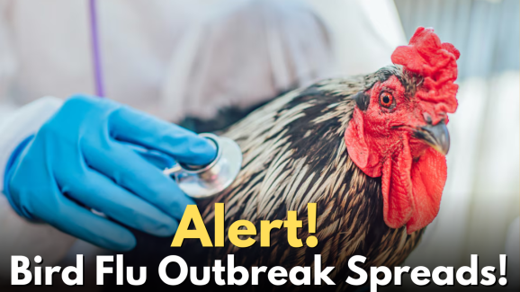 Telangana: Bird Flu Outbreak Spreads, Warnings Issued for Affected Areas!