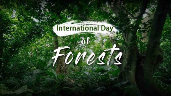 International Forest Day: Why We Celebrate It on March 21