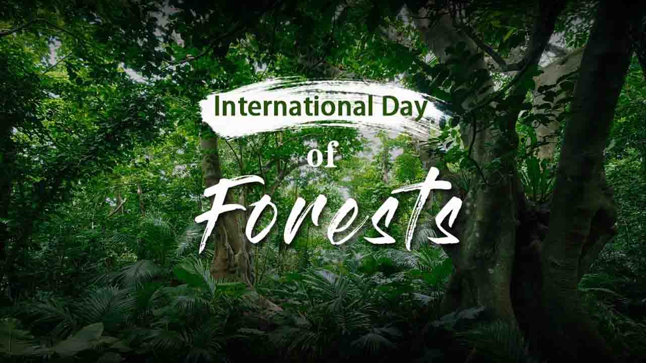 International Forest Day: Why We Celebrate It on March 21
