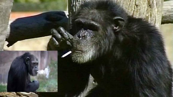 Viral Video Alert: Gorilla Smoking Cigarette Left The World In Shock