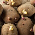 Are Sprouted Potatoes Safe to Eat? Here’s What You Need to Know