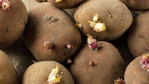 Are Sprouted Potatoes Safe to Eat? Here’s What You Need to Know