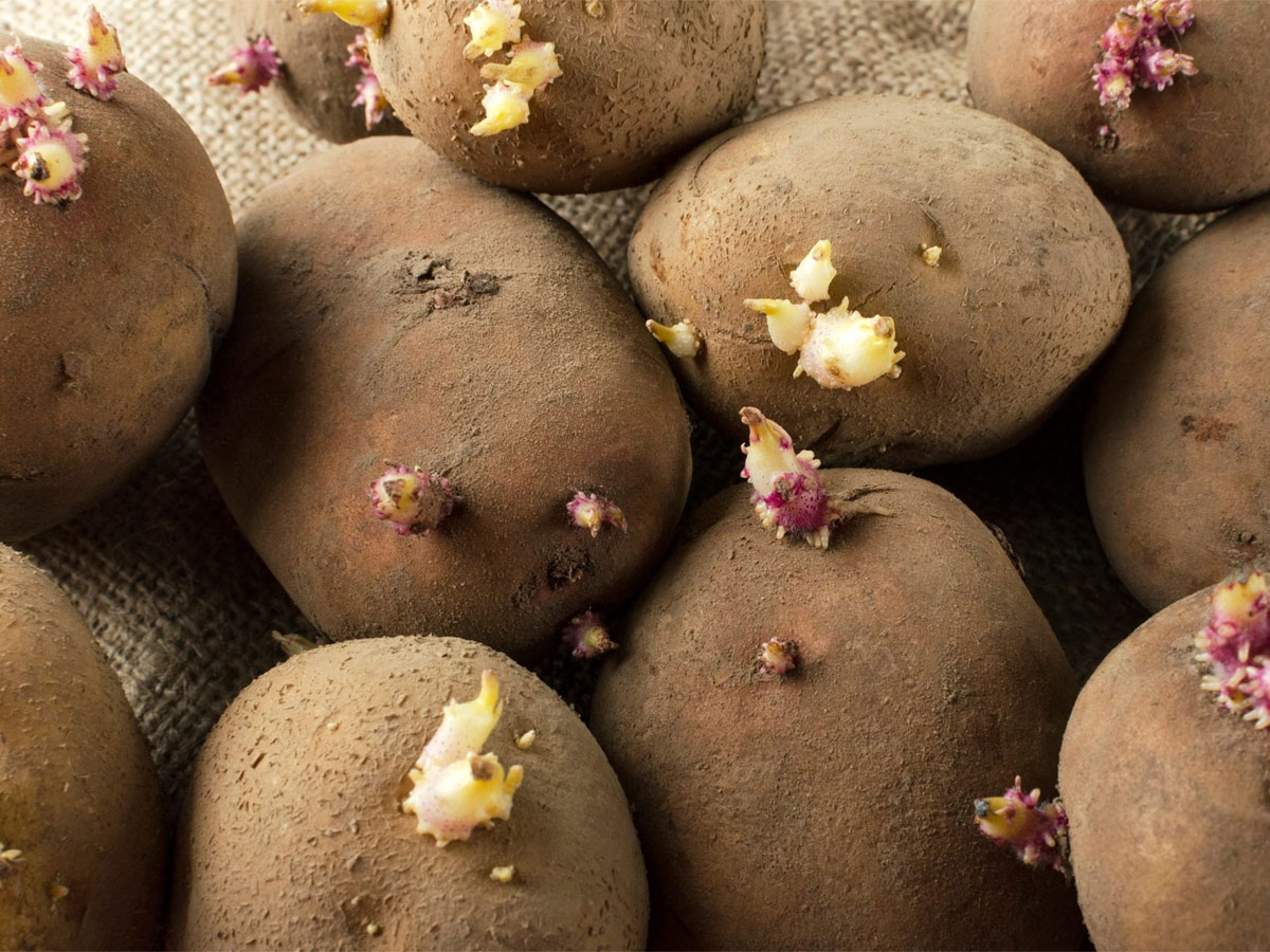 Are Sprouted Potatoes Safe to Eat? Here’s What You Need to Know