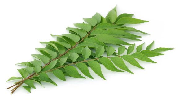 Curry Leaves Help Control Blood Sugar Naturally