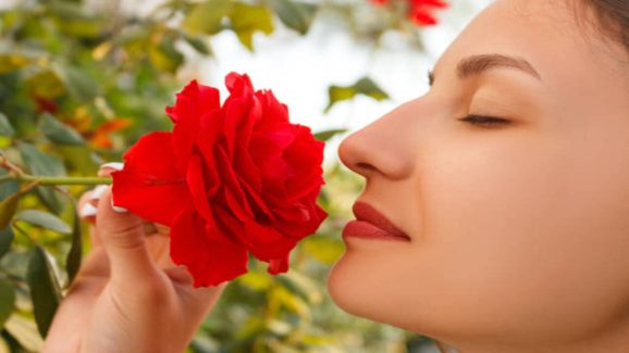 Amazing Health Benefits of Eating Rose Petals Every Day