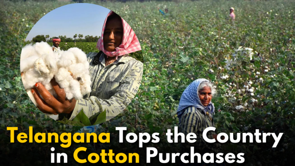 Telangana Tops the Country in Cotton Purchases