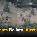 Viral Video: Elephants Protect Their Young as Earthquake Strikes Zoo