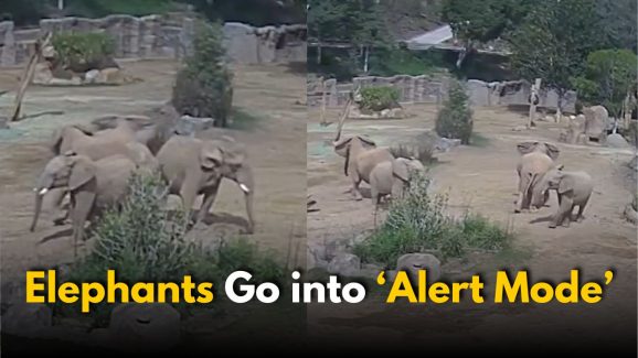 Viral Video: Elephants Protect Their Young as Earthquake Strikes Zoo