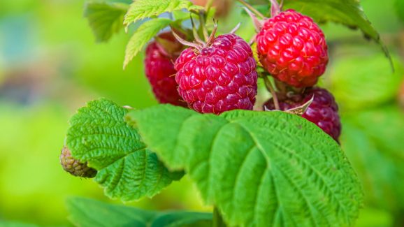Raspberry Benefits: Why This Sweet Fruit Is a Health Powerhouse