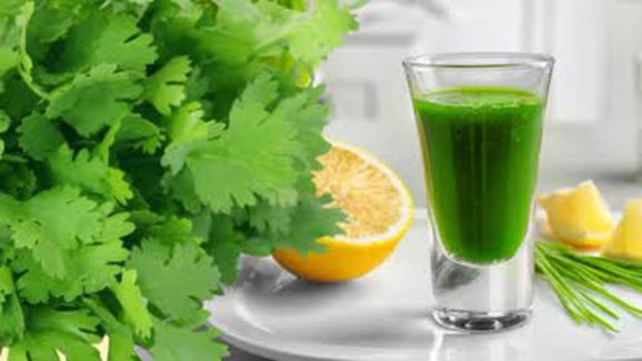 Health Benefits of Drinking Coriander Juice on an Empty Stomach