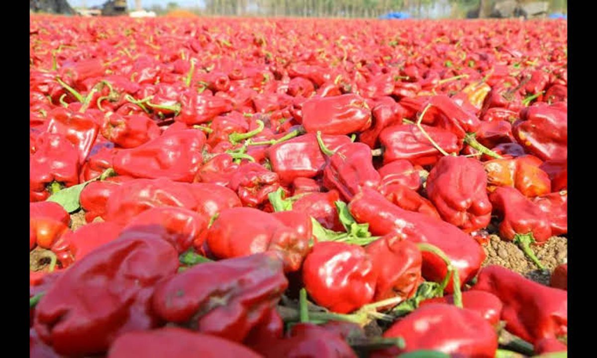 Telangana’s Chapata Chilli Gets GI Tag, Farmers Set for Big Gains