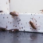 Easy Home Remedies to Get Rid of Cockroaches