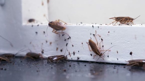 Easy Home Remedies to Get Rid of Cockroaches