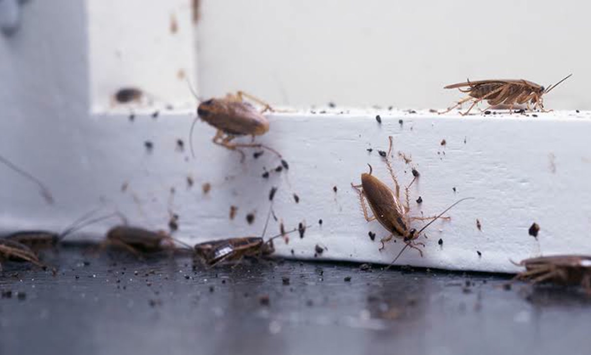 Easy Home Remedies to Get Rid of Cockroaches