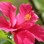 Tips for Growing Healthy Hibiscus Plants on Your Balcony