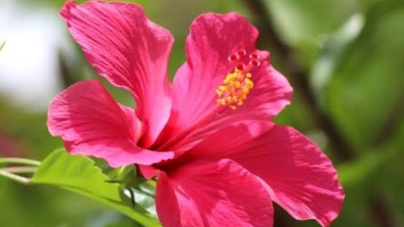 Tips for Growing Healthy Hibiscus Plants on Your Balcony