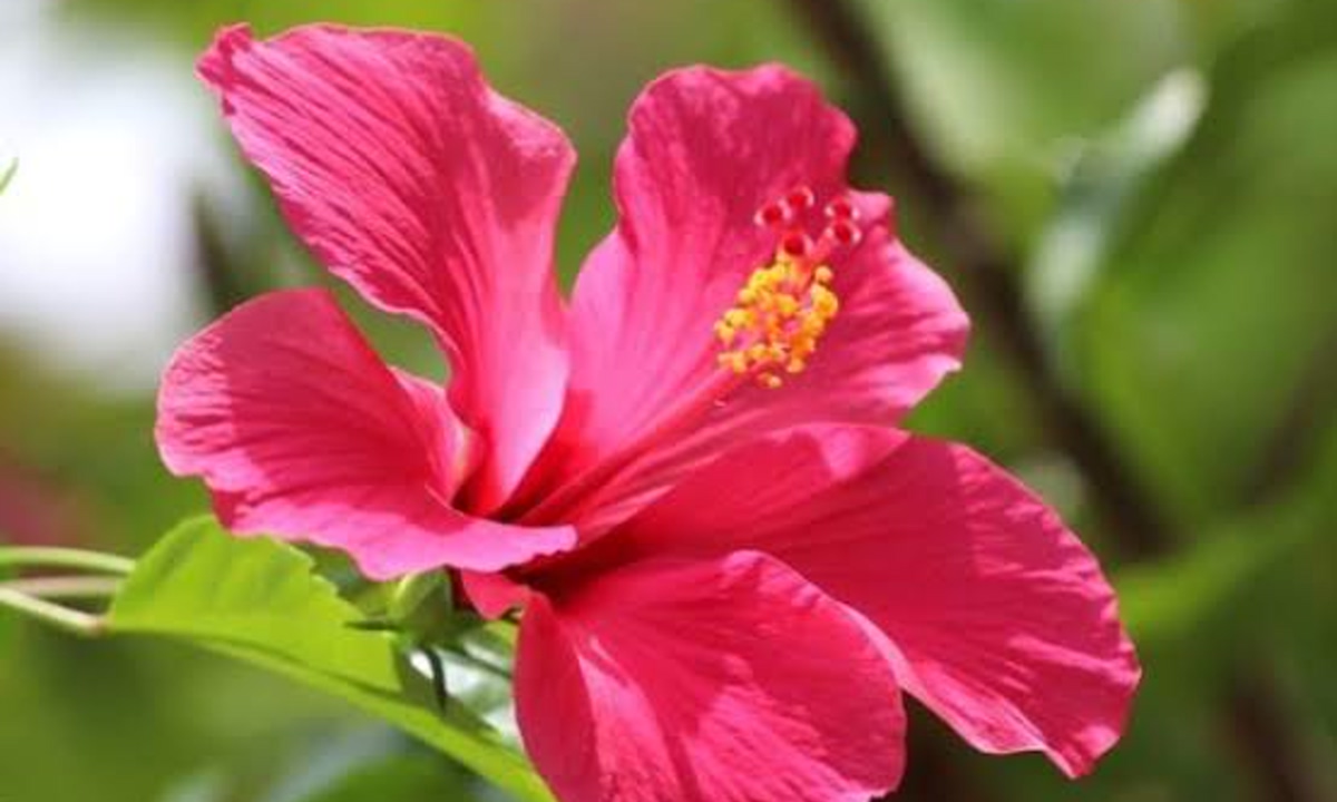 Tips for Growing Healthy Hibiscus Plants on Your Balcony