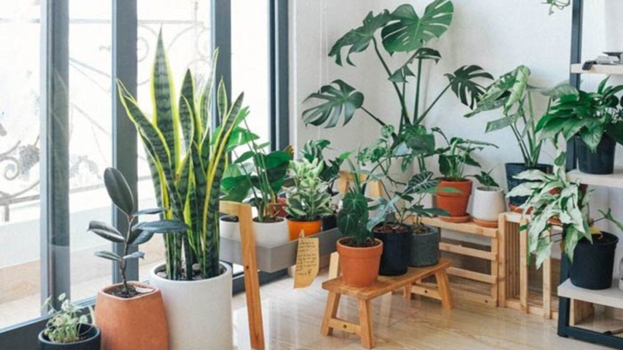 Top 10 Indoor Summer Plants to Keep Your Home Cool and Fresh