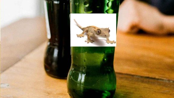 Telangana: Lizard’s Tail in Soft Drink Bottle; Two Hospitalised
