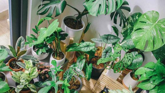 Best Budget Indoor Plants to Keep Your Home Fresh This Summer