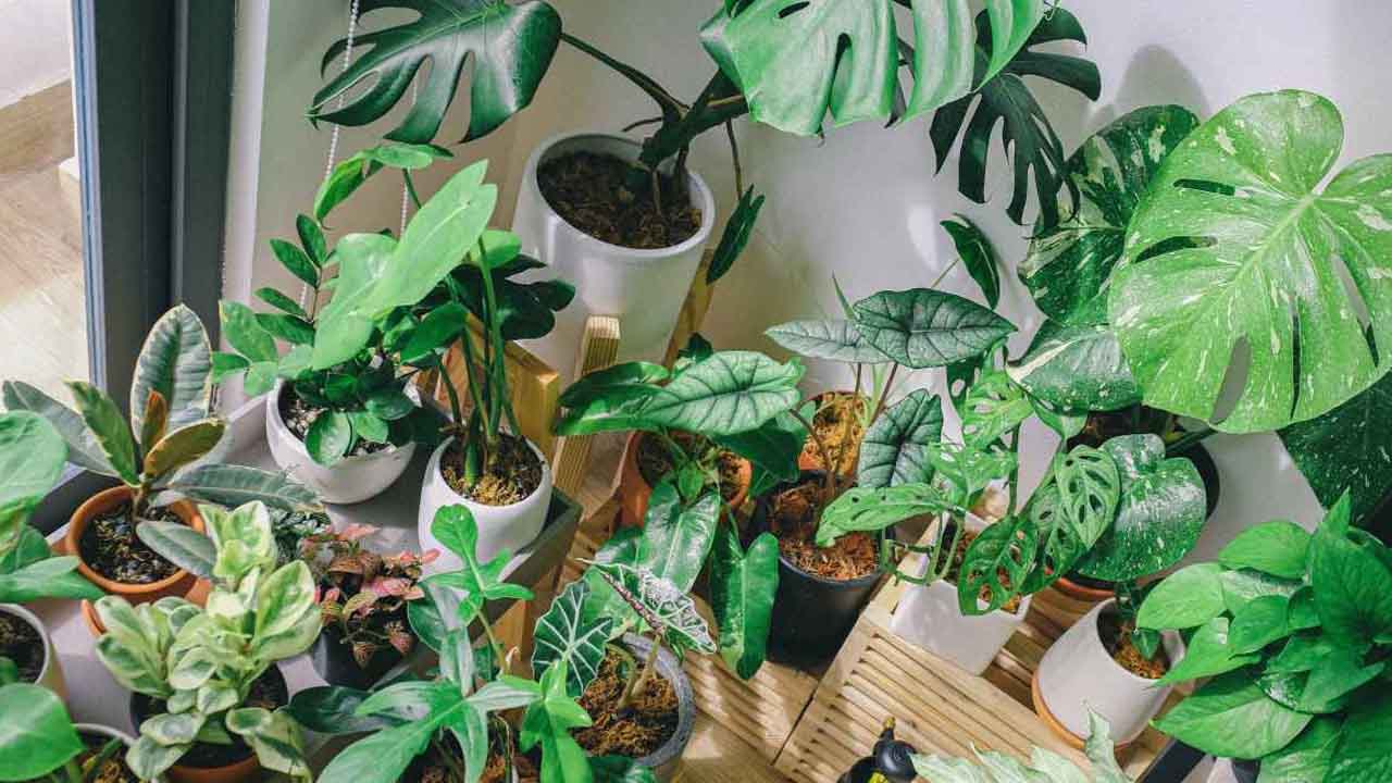 Best Budget Indoor Plants to Keep Your Home Fresh This Summer