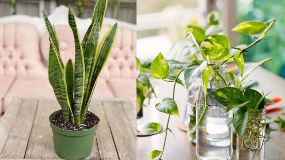 Snake Plant to Aloe Vera: 5 Best Plants For Summer