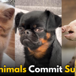 Do Animals Commit Suicide? Shocking Fact that you should know