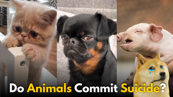 Do Animals Commit Suicide? Shocking Fact that you should know