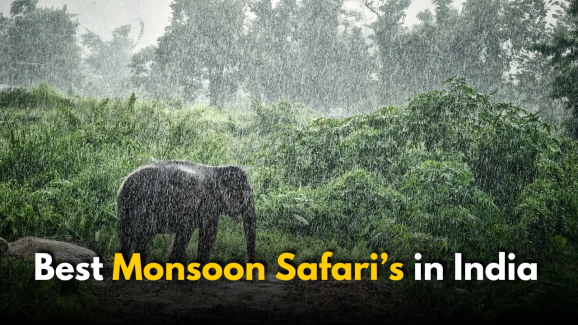 Top 10 Monsoon Safari experiences in India