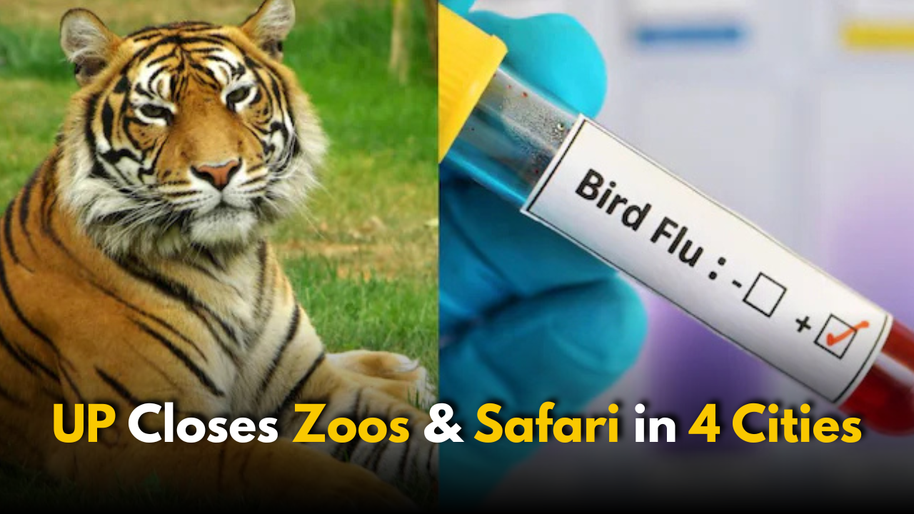 Bird Flu Outbreak: UP Closes Zoos, Lion Safari in 4 Cities