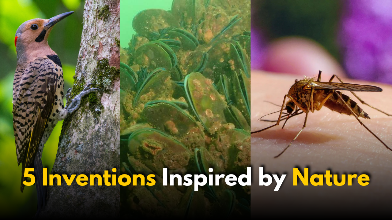 5 Brilliant Inventions Inspired by the Animals