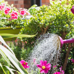When to water plants to prevent them from drying out in summer?