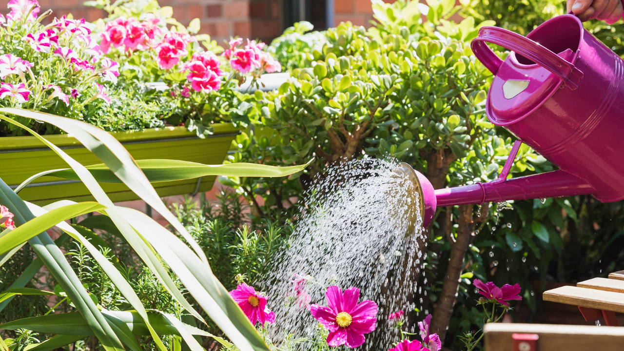 When to water plants to prevent them from drying out in summer?