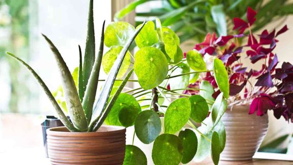 8 Incredible Benefits of Indoor Plants for a Healthier Home