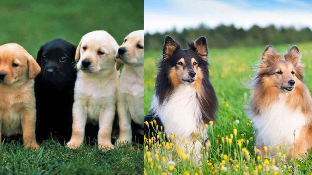 Middle Side Dogs 8 Friendly Mid-Sized Dogs That Make Good Family Members - Bigtvlive English
