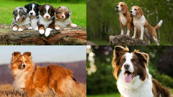 8 Friendly Mid-Sized Dogs That Make Good Family Members