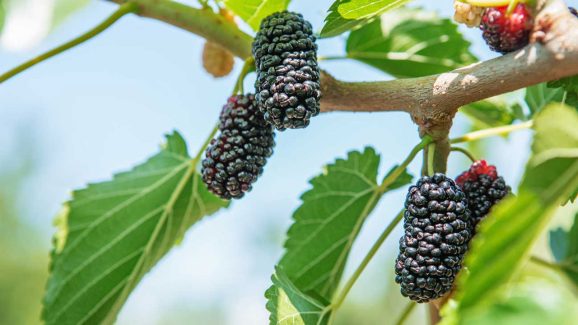 Mulberry Juice: The Secret to Losing Weight Without Exercise