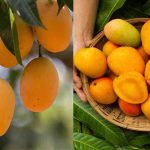 Leading Mango-Producing Countries: Who Tops List?