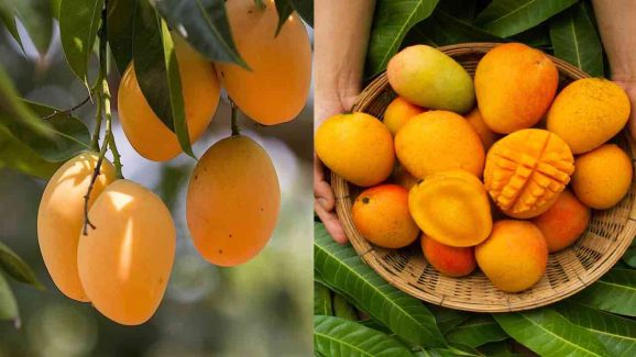 Leading Mango-Producing Countries: Who Tops List?