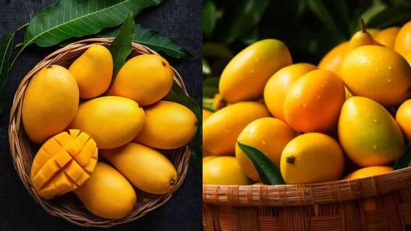 Is it Safe to eat Mangoes during Rainy Season? Health Risks and Precautions Explained