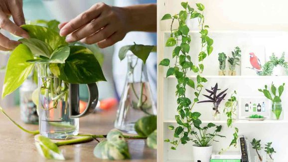 5 Easy Ways to Grow a Money Plant at Home