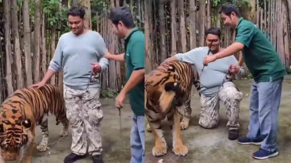 Video of Tiger Attack: Viral Clip Ignites Debate on Wildlife Tourism