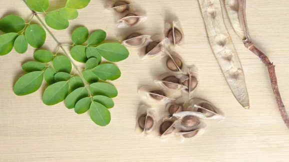 Moringa Seeds for Hair Growth: 5 Proven Ways to Control Hair Fall